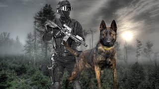 The Belgian Malinois Was Made For Action [upl. by Hsreh]