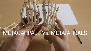 METACARPALS Vs METATARSALS [upl. by Arte74]