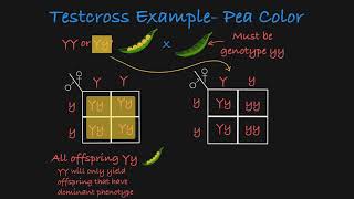 Testcross Explained [upl. by Anikal]