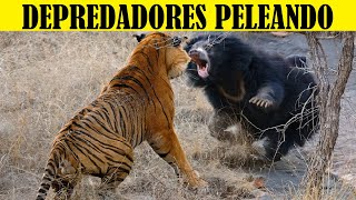 Top 10 Depredador vs Depredador [upl. by Atinus]