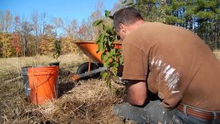 Best way to plant a hazelnut tree [upl. by Acila602]