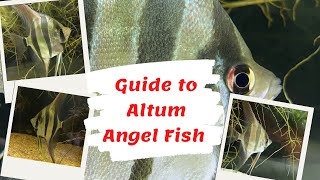 Guide to Altum Angel Fish Pterophyllum altum [upl. by Morie851]