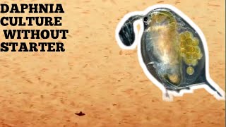 HOW TO CULTURE DAPHNIA NATURALLY WITHOUT A STARTER [upl. by Nnylg]