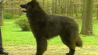 Belgian Sheepdog  AKC Dog Breed Series [upl. by Atirec]