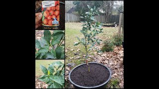 How to Plant amp Care for a Satsuma Citrus Tree [upl. by Ahsatin737]