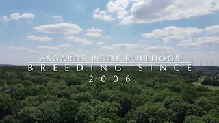 quot Bulldoggen und Drohne quot  Asgards Pride Bulldogs  Full HD [upl. by Haraj123]