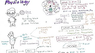 Physiology Intracellular and Extracellular fluid [upl. by Fadil227]