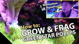 CARPETING Green Star Polyps GROWTH TIPS Manhattan Aquarium [upl. by Ynatirb]