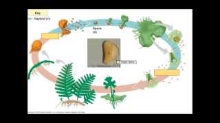 The Fern Lifecycle [upl. by Nittirb]