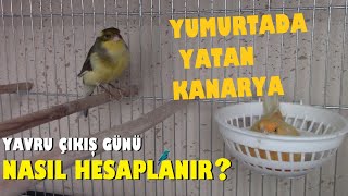 Kanarya Yavru Çıkarma Günü NASIL HESAPLANIR [upl. by Nagel]