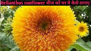 101How to grow Helianthus Teddybear annuus sunflower seeds bist tips growing [upl. by Nilauqcaj]