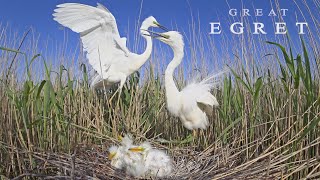 Great Egret Birds during breeding season [upl. by Lithea]