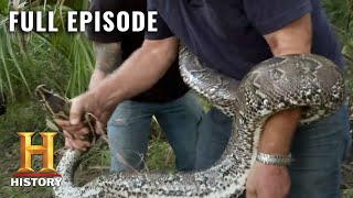 Catching Monster Snakes in Florida  Swamp People Serpent Invasion S1 E2  Full Ep  History [upl. by Yttel]