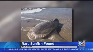 Hoodwinker Sunfish Washes Up Near Santa Barbara [upl. by Dugan770]