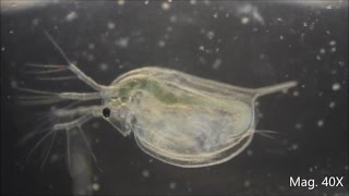 Daphnia magna under the Microscope [upl. by Birch123]