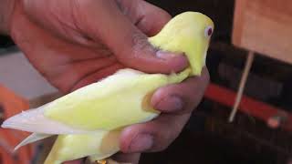 Decino Creamino Albino Lovebirds  Pale Fallow Fischeri Breeding Progress [upl. by Asatan]