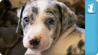 Louisiana Catahoula Leopard Puppies  Puppy Love [upl. by Assela797]