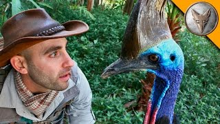 Man vs Cassowary [upl. by Latouche]