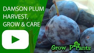 Damson plum tree  grow care amp harvest [upl. by Eegnat]