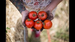 How to Grow The Best Tomatoes  Gardening Tips and Tricks [upl. by Ace507]