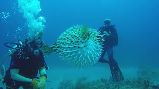 Pufferfish Under the Sea  ViralHog [upl. by Hutson]