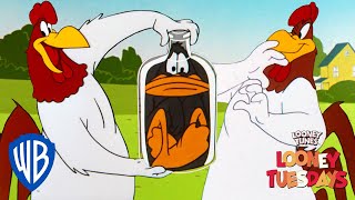 Looney Tuesdays  Iconic Characters Foghorn Leghorn  Looney Tunes  WB Kids [upl. by Clint554]