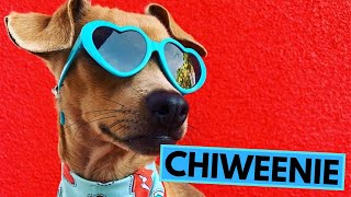 Chiweenie  TOP 10 Interesting Facts [upl. by Ing]