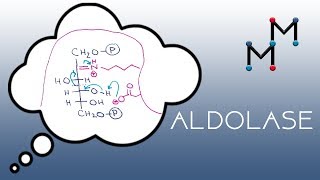 Aldolase Mechanism [upl. by Anagrom]