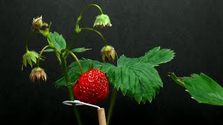 Time Lapse of Strawberry Plant [upl. by Kendry]