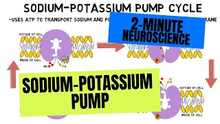 2Minute Neuroscience SodiumPotassium Pump [upl. by Mulligan]