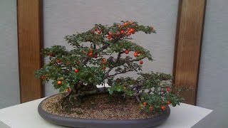 How to Care Cotoneaster Bonsai [upl. by Lupita]