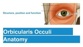 Orbicularis Occuli [upl. by Delanty]