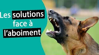 Comment stopper les aboiements de mon chien 1  Dr COZ [upl. by O'Neil]