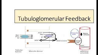 Tubuloglomerular feedback Autoregulation [upl. by Greenburg]