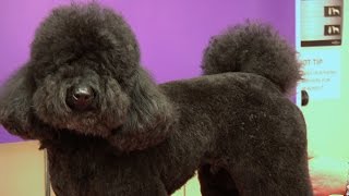 Miniature Poodle  Teddy Trim Grooming Guide  Pro Groomer [upl. by Adaha486]