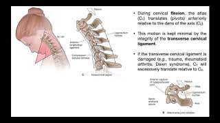 The Transverse Cervical Ligament EXPLAINED [upl. by Priscella]