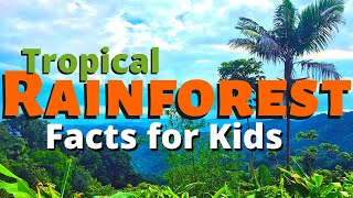 Rainforest Facts for Kids  All About the Amazon amp Other Tropical Rainforests [upl. by Zilada569]