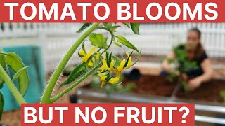 Tomato Blooms But No Fruit  Gardening 101 [upl. by Amye]