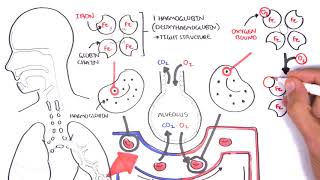 Oxygen  Haemoglobin Dissociation Curve  Physiology [upl. by Aliac]