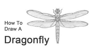 How to Draw a Dragonfly [upl. by Nira]