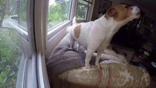 quotStanleyquot The Jack Russell Terrier HOME ALONE [upl. by Aisaim60]