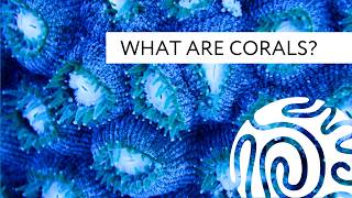 What are Corals [upl. by Alegnad606]