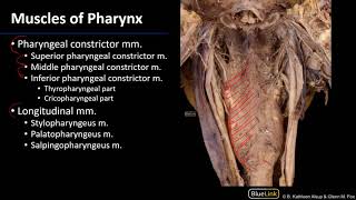 Larynx and Pharynx  Pharyngeal Muscles [upl. by Carmelle]