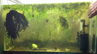 Scuds Daphnia Cherry Shrimp Copepods My aquatic food culture [upl. by Harvey]