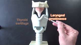 Larynx Model  Respiratory System [upl. by Fogg272]