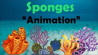 SPONGES  Biology Animation [upl. by Nivri465]