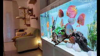 Top 5 Best Home Aquarium for Discus  Unbelievable Discus Tank [upl. by Hanoj]