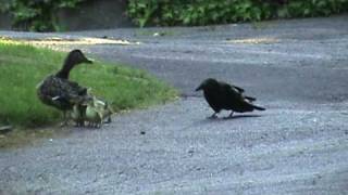 Mama Duck Fights Crows Attacking Baby Ducklings [upl. by Ruomyes]