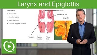 Larynx and Epiglottis – Respiratory Histology  Lecturio [upl. by Reace316]