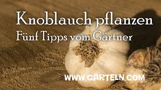 Knoblauch pflanzen  Fünf Tipps vom Gärtner [upl. by Nellir]